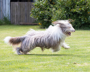 brown bearded collie beardie playing in the water 