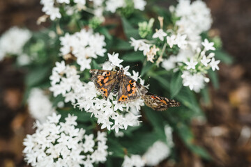 butterfly on plant