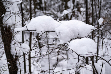 snowcap on bare tree branches in winter park