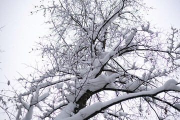 Obraz premium bottom view on tree covered with snow after snowfall