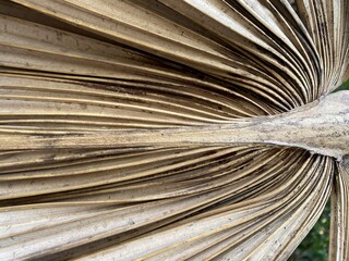 Closeup of the textures and colours of a dying palm leaf.