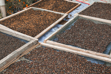 Dried Robusta Coffee Bean Cherry with greenhouse solar drying system. Dry with Natural Process