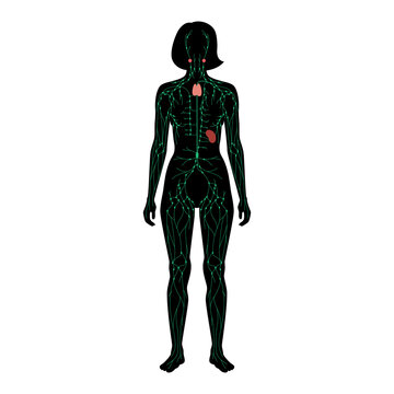 Lymphatic System Concept