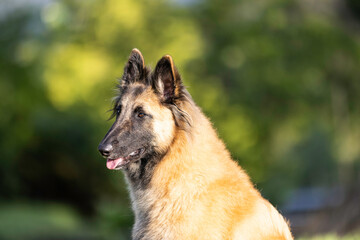 Belgian shepherd terveren head