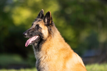 Belgian shepherd terveren head