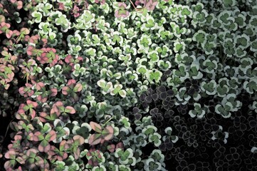 花壇になっている色違いのクロ－バーです