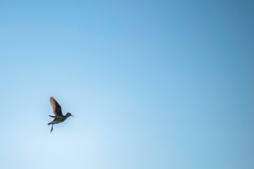 butterfly on the sky