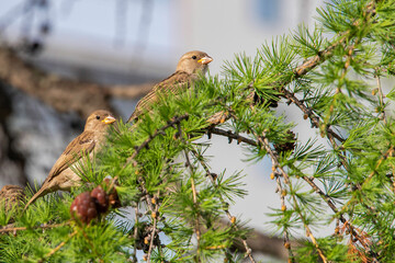 sparrow on a branch