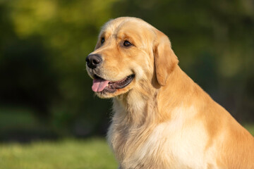 Golden retriever head 