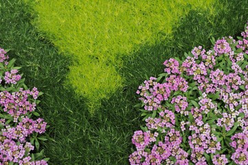 花壇の芝生から咲きているデイジーの花です Wall Mural Masaandsaya 花壇の芝生から咲きているデイジーの花です Wall Mural Masaandsaya