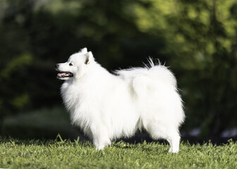 japanese spitz standing puppy