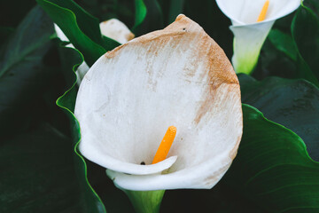 Calla lily, beautiful white calla lilies blooming in the garden, Arum Lily, Gold Calla
