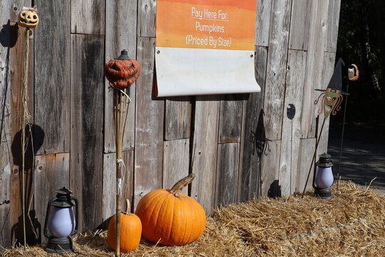 Pumpkin Festival Half Moon Bay