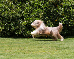 brown bearded collie running 