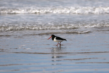 sea bird feeding