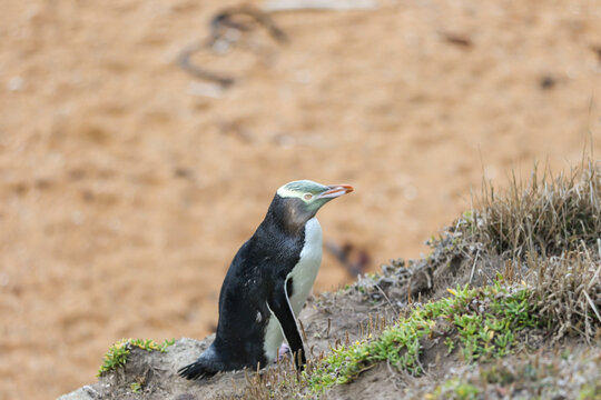 Nz Yellow Eyed Penguin 