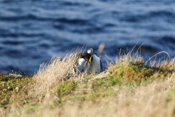 nz yellow eyed penguin 