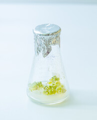 University lab exploring new methods of plant breeding, Alternative green herb medicine, Natural skin care beauty products, Laboratory and development concept.