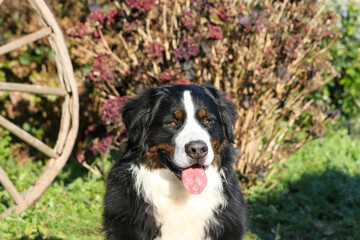 Bernese mountain dog head