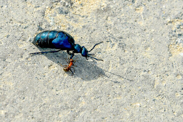 beetle on the ground