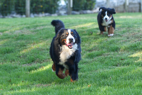 Bernese Mountain Dog Running