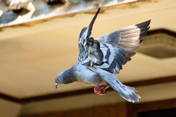 Action Scene of Rock Pigeon Flying in The Air Isolated on Background