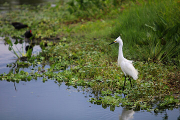 Little white egret in the swamp 