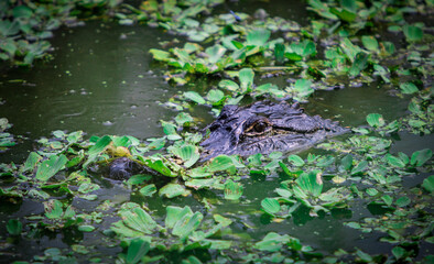 Alligator in the pond