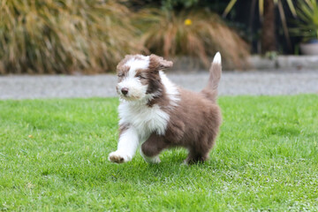  brown bearded collie baby puppy running