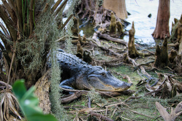 Alligator on the land 