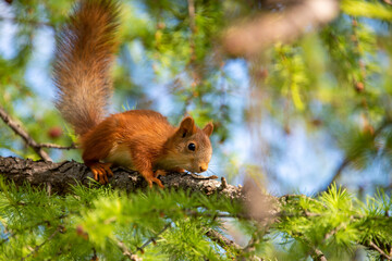 red squirrel on a branch
