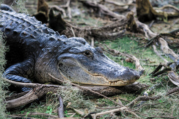 Alligator on the land 