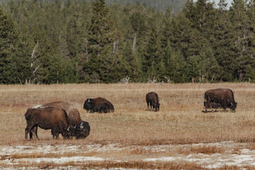 Fototapeta na wymiar bisons in the field in yellowstone national park