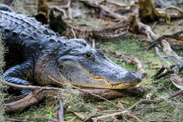 Alligator on the land 