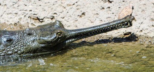 Indian Gharial 