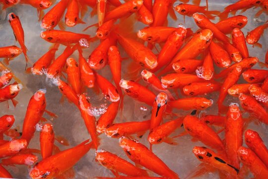 Closeup detail of red carp goldfish crowded in a shallow pool at a market in Hanoi Vietnam. The fish are released into a river or lake at the beginning of the annual Tet Lunar New Year celebration