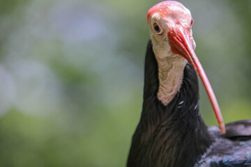close up of a bird