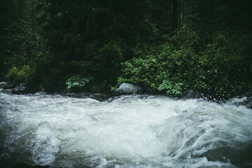 Green forest landscape with wild thickets near powerful mountain river. Blurred power turbulent rapids in mountain creek in dark forest. Atmospheric nature scenery with mountain river and wild flora.