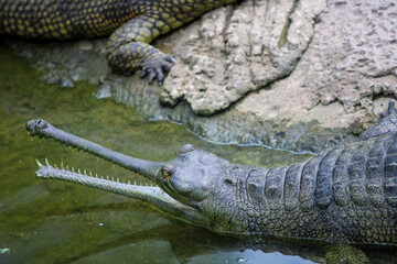 India Gharial / Endangered animal 