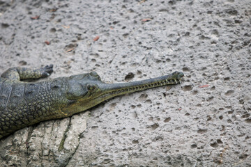 India Gharial , crocodilian  