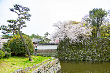 和歌山城のお堀と満開の桜