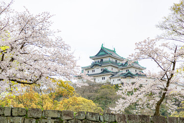 Fototapeta premium 桜に囲まれた和歌山城