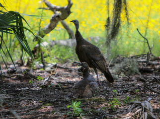 Wild Turkeys 