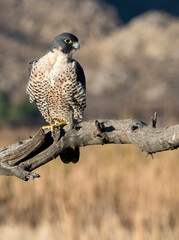 Peregrine falcon with fluffed up feathers on a bare branch looking sideways 