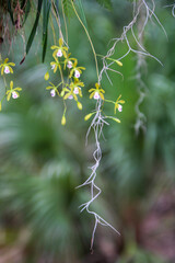 flowers in the forest
