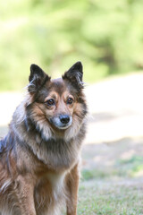 cross bred brown dog head