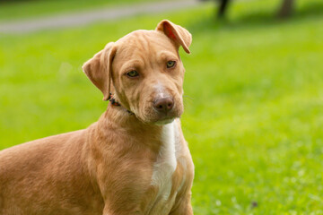 cross bred brown dog