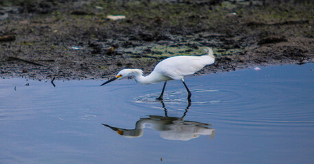 Little white egret in the water 