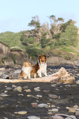Fototapeta premium 2 shetland sheepdog sheltie standing on a log