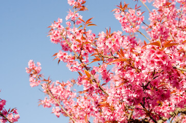 Pink flower blooming of Prunus cerasoides or Wild Himalayan Cherry
